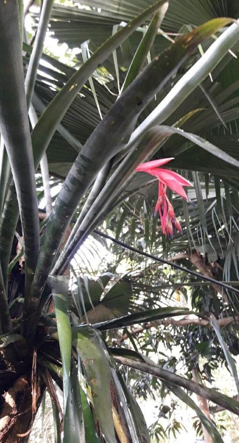 Jardin De Naipi Apartman Puerto Iguazú Kültér fotó